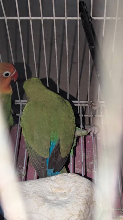 two lovebirds