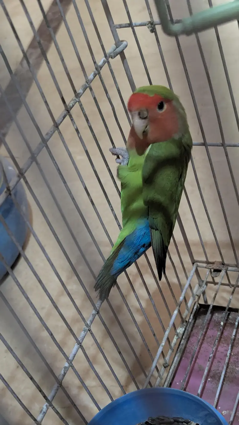 two lovebirds — photo 3