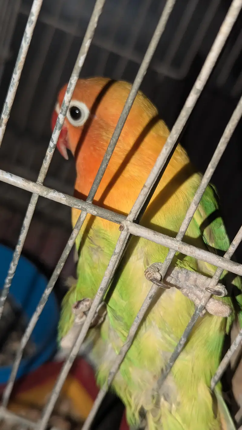 two lovebirds — photo 4