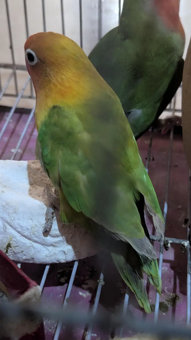 two lovebirds — photo 5
