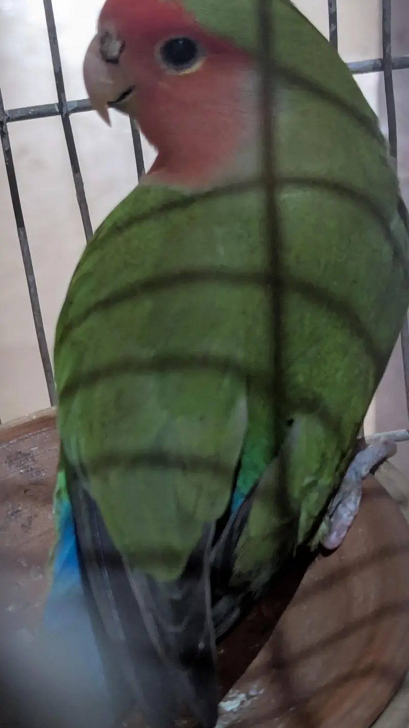two lovebirds — photo 6