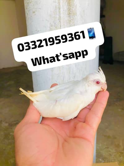 Cocktail Chicks Available