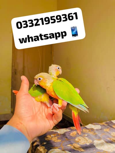 Pineapple conor High red factor Chick Available