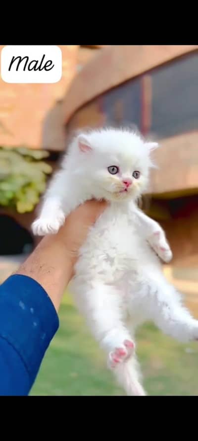 beautiful kittens available