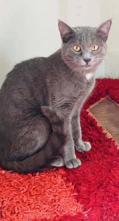 Siamese Grey Shorthair