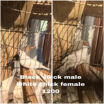 finch sale ready to breed