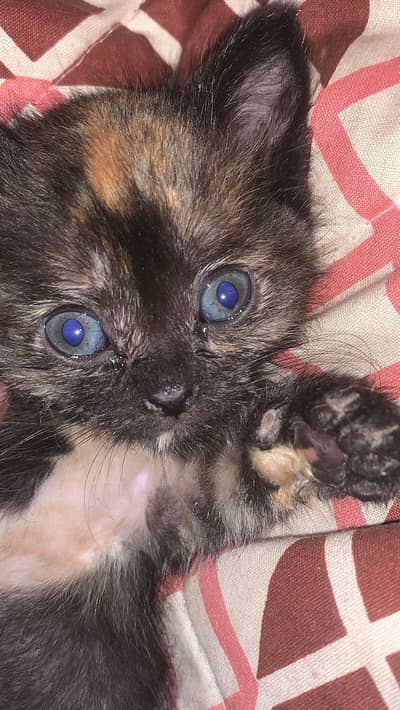 Tortoiseshell Kitten