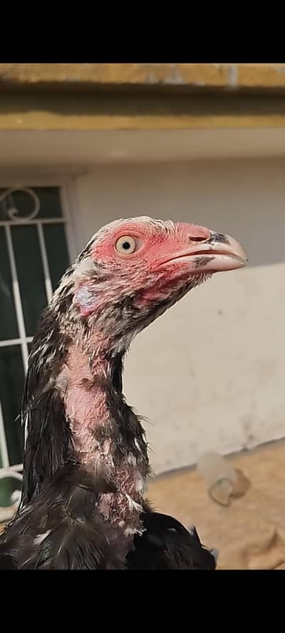 aseel cheeni madi  0-3-0-0-0-5-7-3-5-7-9