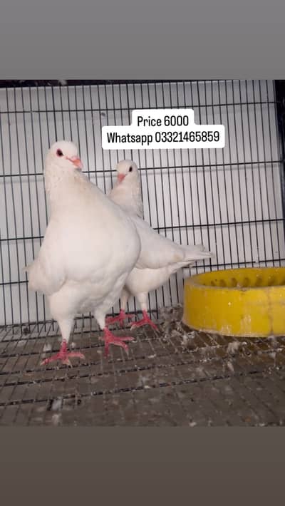 White king breeder pair with one chick