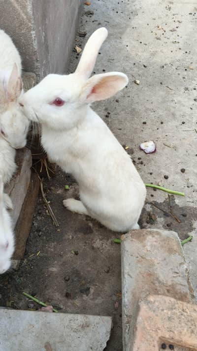 Rabbit for sale