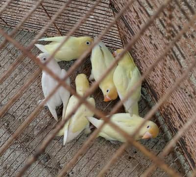 cremino redeye dacino alvino pair