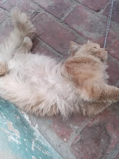 Persian breeder male cat