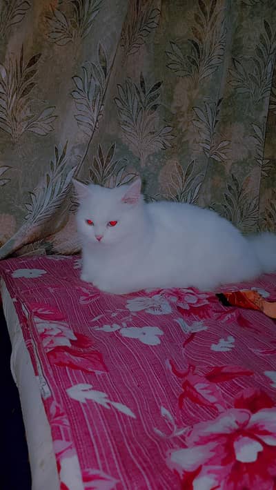 triple coted perian cat