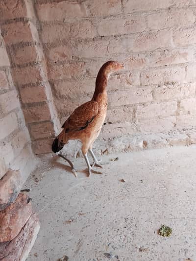 beautiful color long height pure mianwali