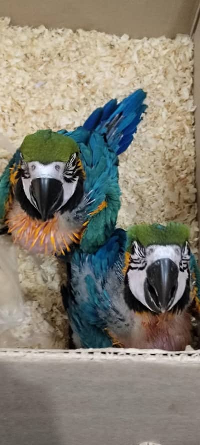 Maui sunset macaw (hybrid), BlueGold macaws, Eclectus pair