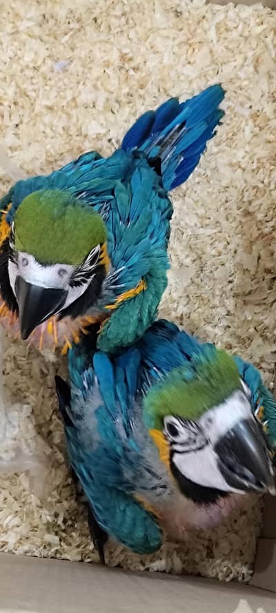 ,BlueGold macaws, Mollucan cockatoo pair , chattering lorries  pair