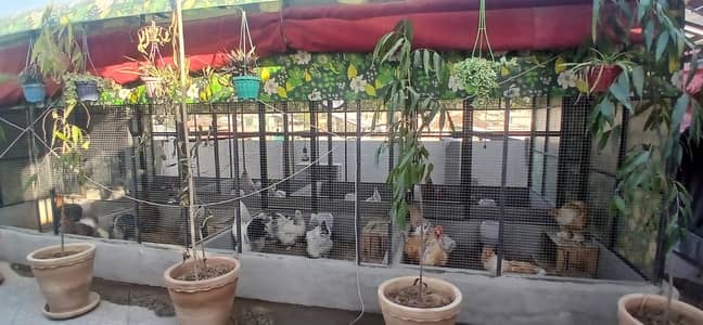 brahma chicks top quality