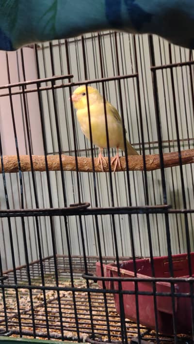 singing canaries available for sale