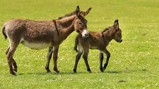 Two Donkeys For Sale