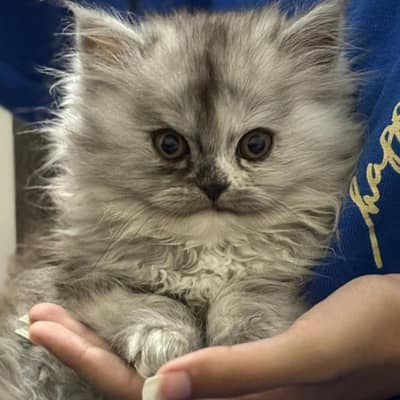 Persian cat for sale
