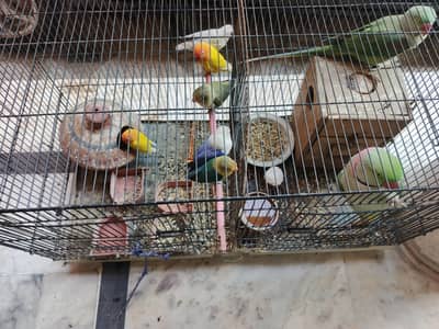 LoveBirds for Sale