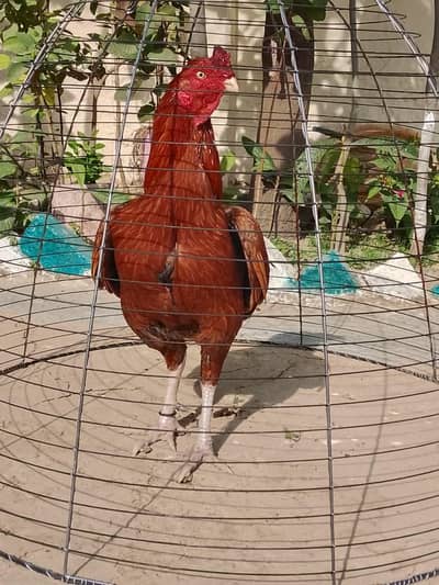 pela for sale location haripur