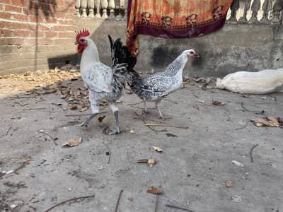 Ghar ki desi Murgiya Murga