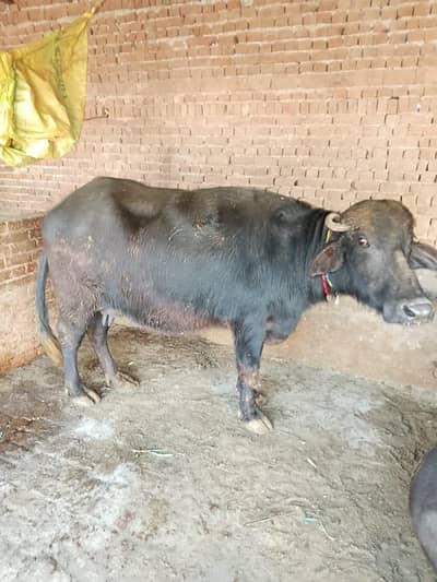 Buffalo / neeli ravi / milk Buffalo / Gay |cow / نیلی بھینس/katti