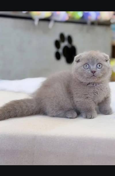Scottish fold kitten for sell   03306254917