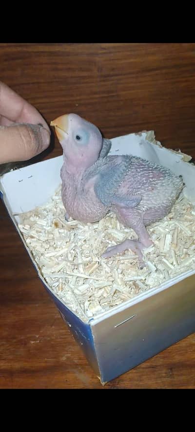 Mother  feed Raw chicks