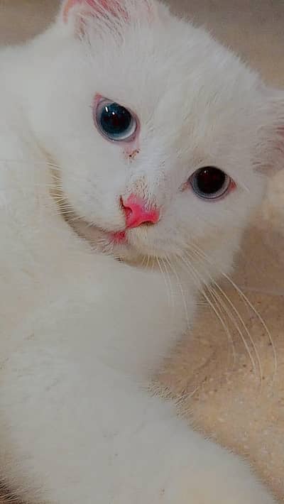 Persian cat for sale