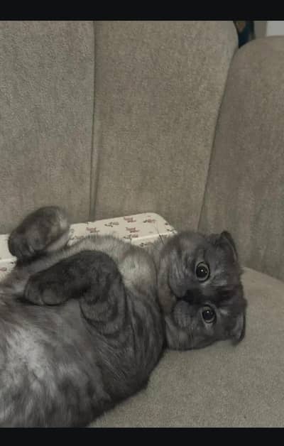 Scottish fold kitten for sell   03306254917