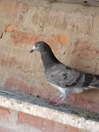 Shok khatam sare ure huva pigeons he