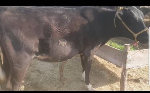 fresh Jersey fresian cow for sale