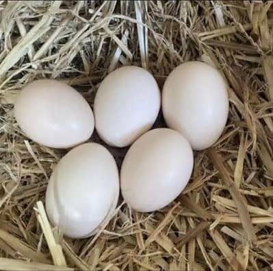 silkie eggs