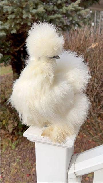 white silkie chicks