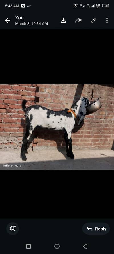 03076264820 pura bital sahwaliy