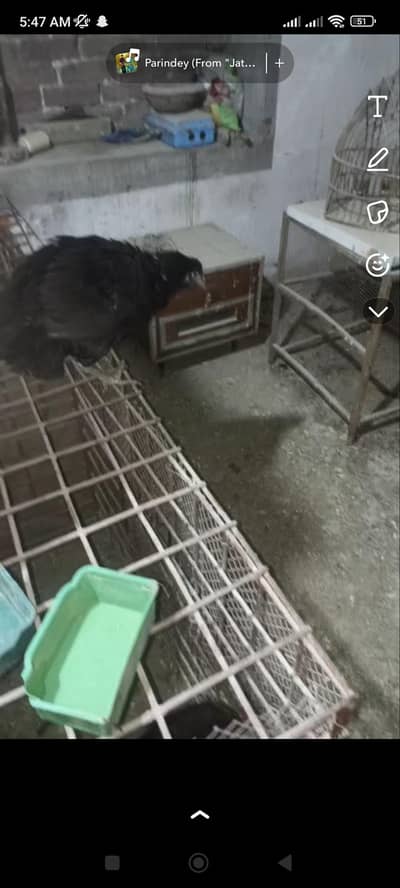 kurak thai cross murghi for sale ha pakki kuruk ha