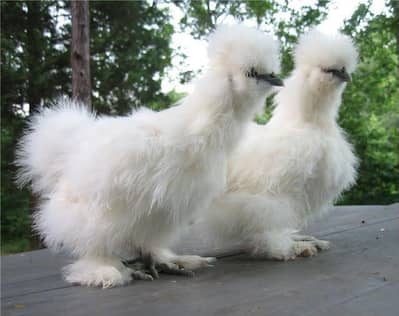white silkie breeder pair
