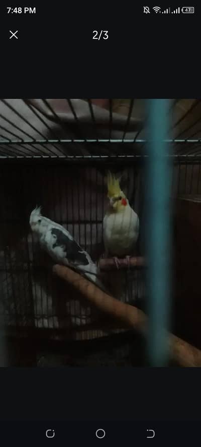 cocktail pair for sale/ Whatsapp number 03249040781