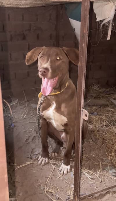 Bully guiltier cross