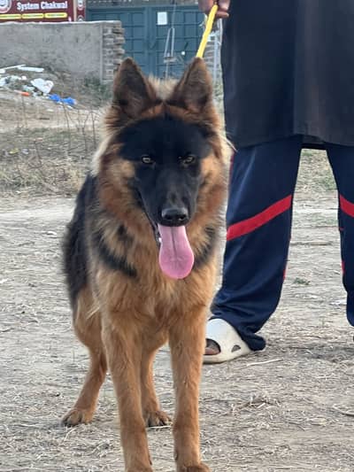 German shepherd female for sale
