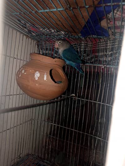 I want to sell my parrot My Whatsapp number 03315155676