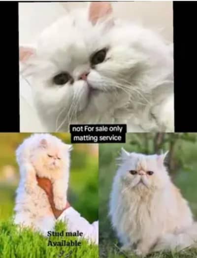 Stud service Piki face Male