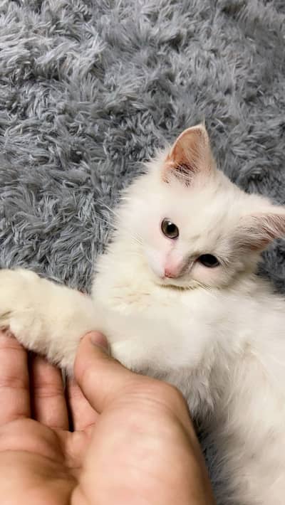Persian Cat For Sale