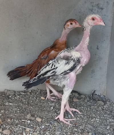 aseel pair chicks for sale