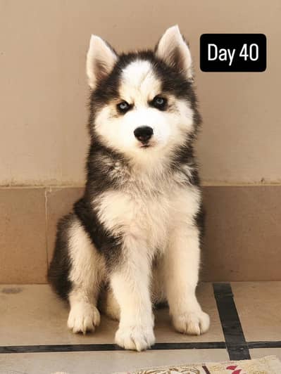 Top quality Husky male blue eyes