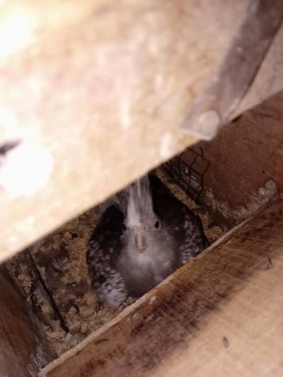 Whitehead Cockateils