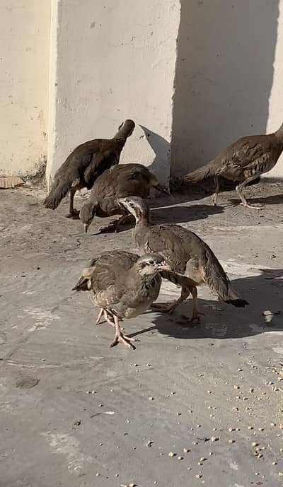 Irani Chand Chakoor Available