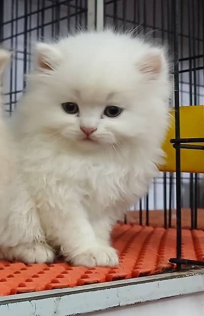 Persian kitten for sale | long hair kitten | fluffy kitten